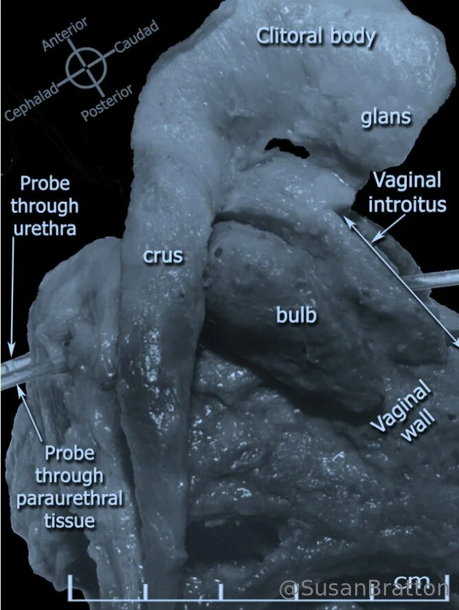 Susan Bratton  💋 Intimacy Advisor photo #65